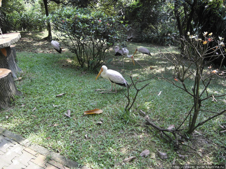 Парк птиц Куала-Лумпур, Малайзия
