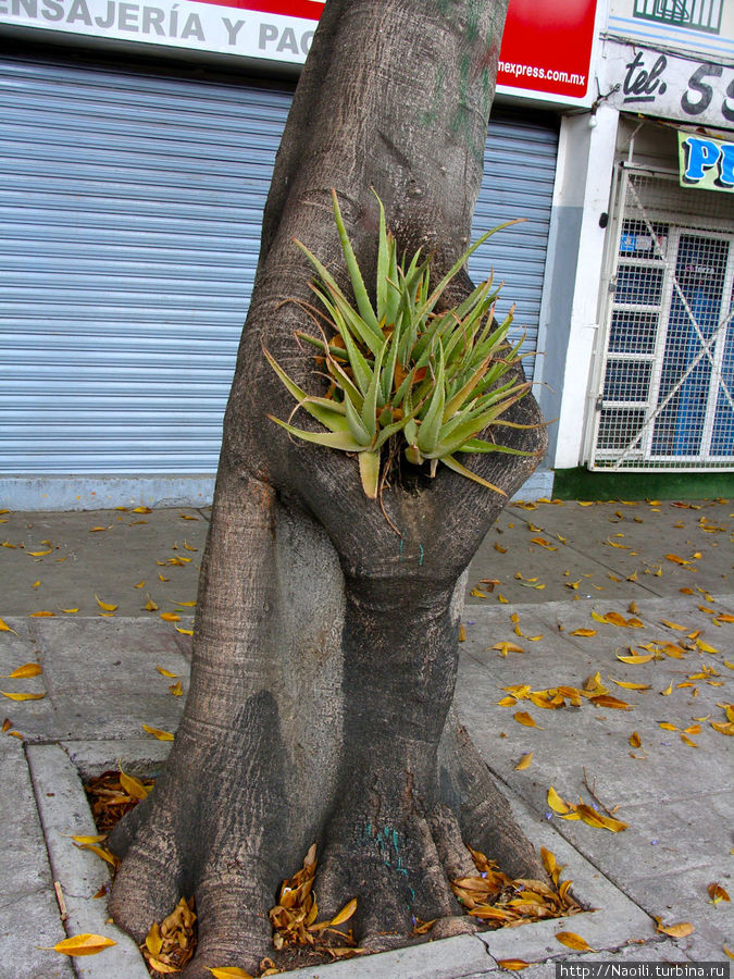 Таинственный кактус выросший в дупле дерева — прикольно, но не такая уж важная тайна! Мехико, Мексика