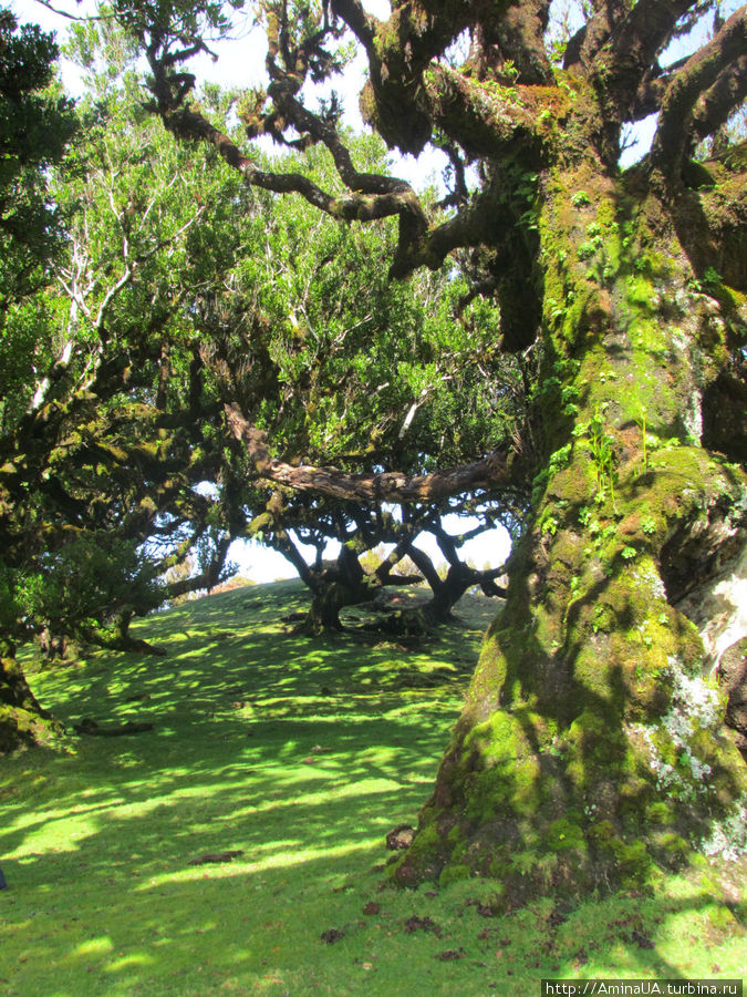 Мадейра. Яркие кротоны и прочая экзотическая ботаника Фуншал, Португалия