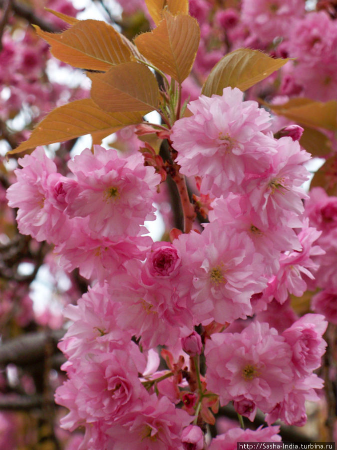 Цветёт японская сакура (лат. prunus serrulata) Ужгород, Украина