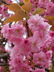 Цветёт японская сакура (лат. prunus serrulata)
