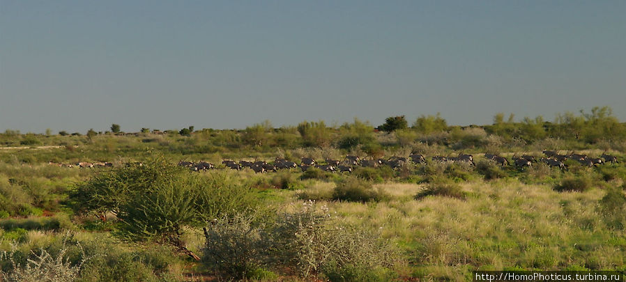 Ориксы Область Карас, Намибия