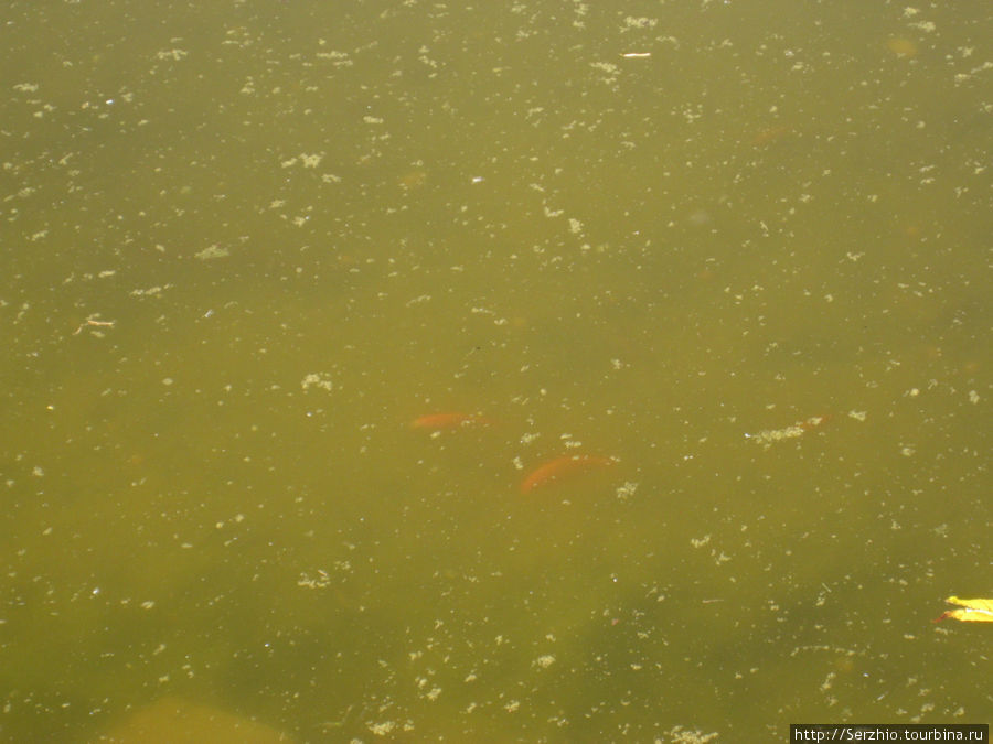 Пруд в парке — красное в воде это рыбки Остров Ибица, Испания