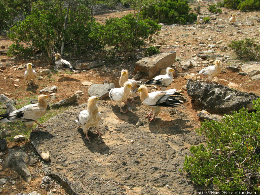 Пиршество стервятников Остров Сокотра, Йемен