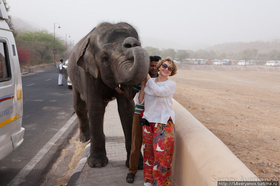 Подъём в Форт Амбер происходит на слонах Джайпур, Индия
