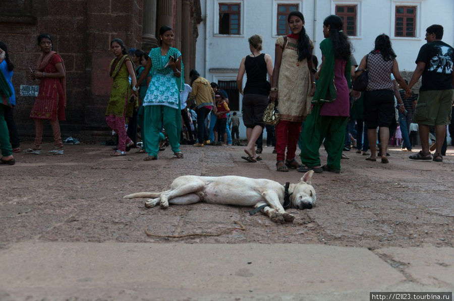 Собаки в Индии очень милые и беззаботные Штат Гоа, Индия