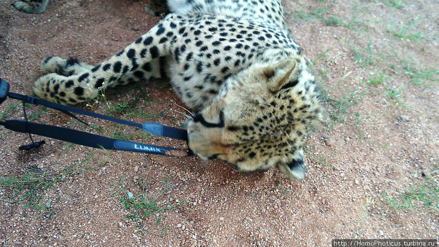 Гепарды Солитейр, Намибия