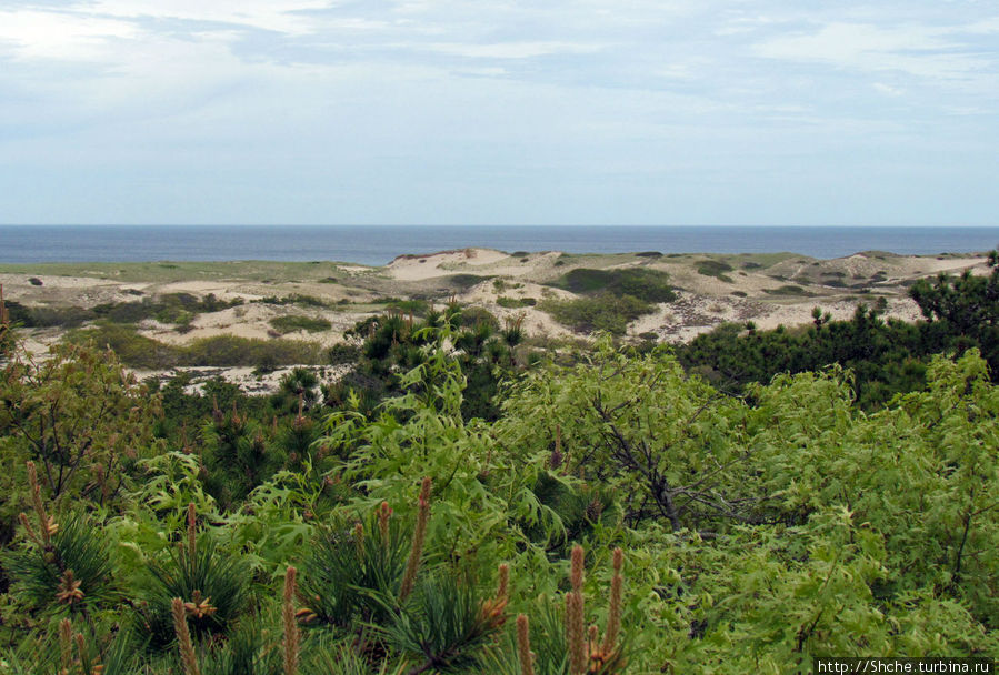 Цветущие дюны мыса Кейп-Код. Виды с площадки инфоцентра Национальное побережье Кейп-Код, CША