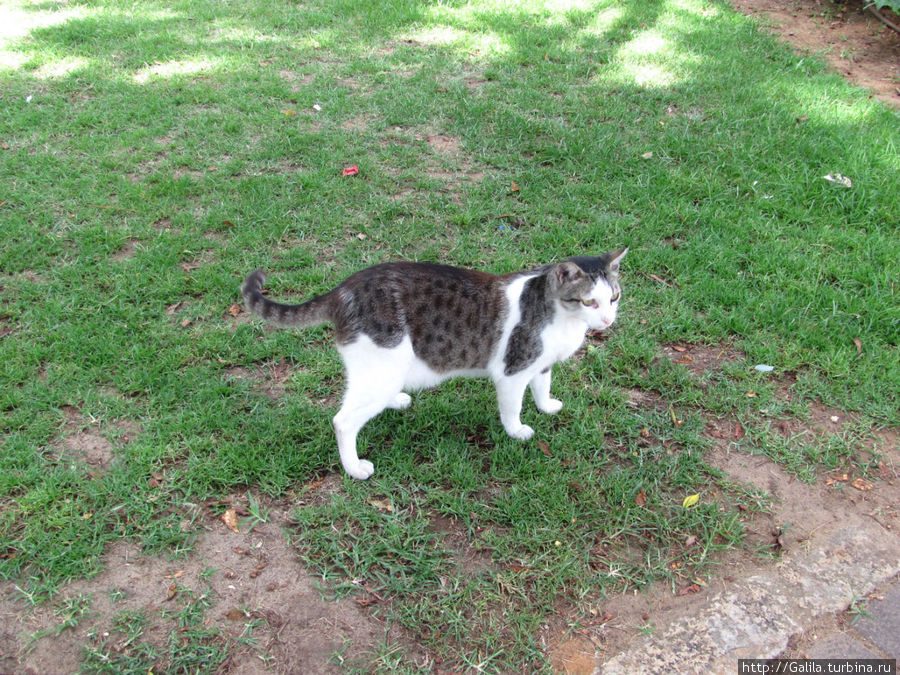 В парке нас встречает кошка. Холон, Израиль