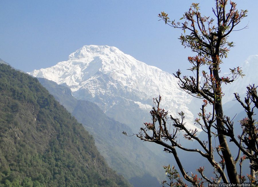 Вы еще находитесь внизу, там, где буйно цветут родендроны, а заснеженные горы уже манят вас к себе Национальный парк Аннапурны, Непал