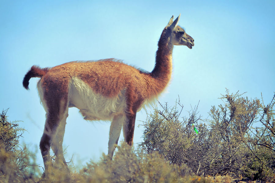 … до изящных и слегка облезлых красавцев гуанако, которые — что-то очень похожее на ламу, только гораздо более уклюжее и не одомашненное. Пуэрто-Мадрин, Аргентина