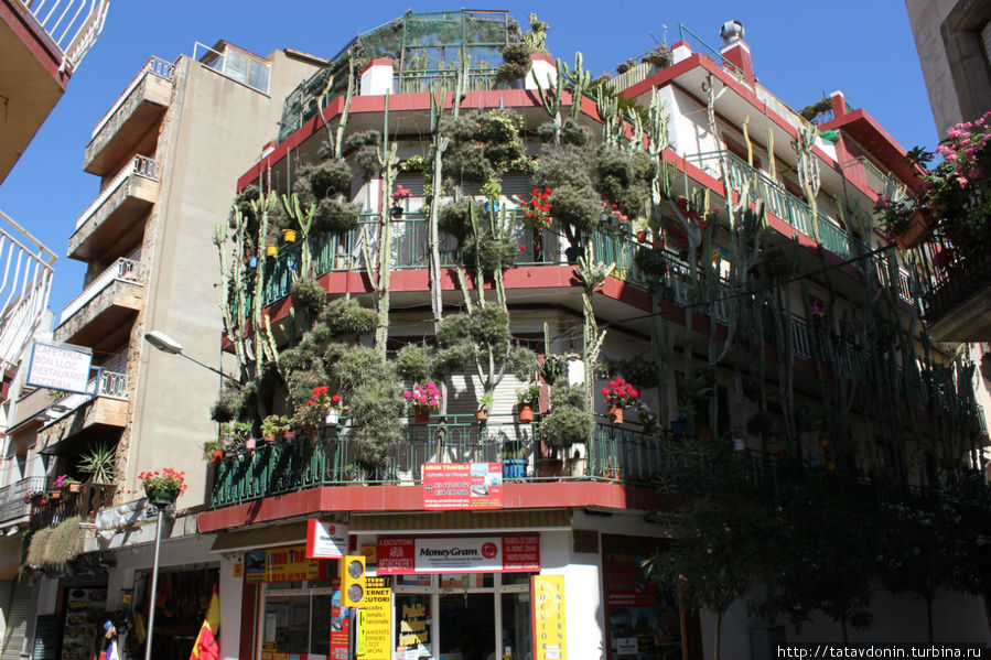 дом с кактусами Калелья, Испания