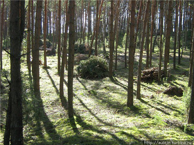 Белорусский лес. Беларусь