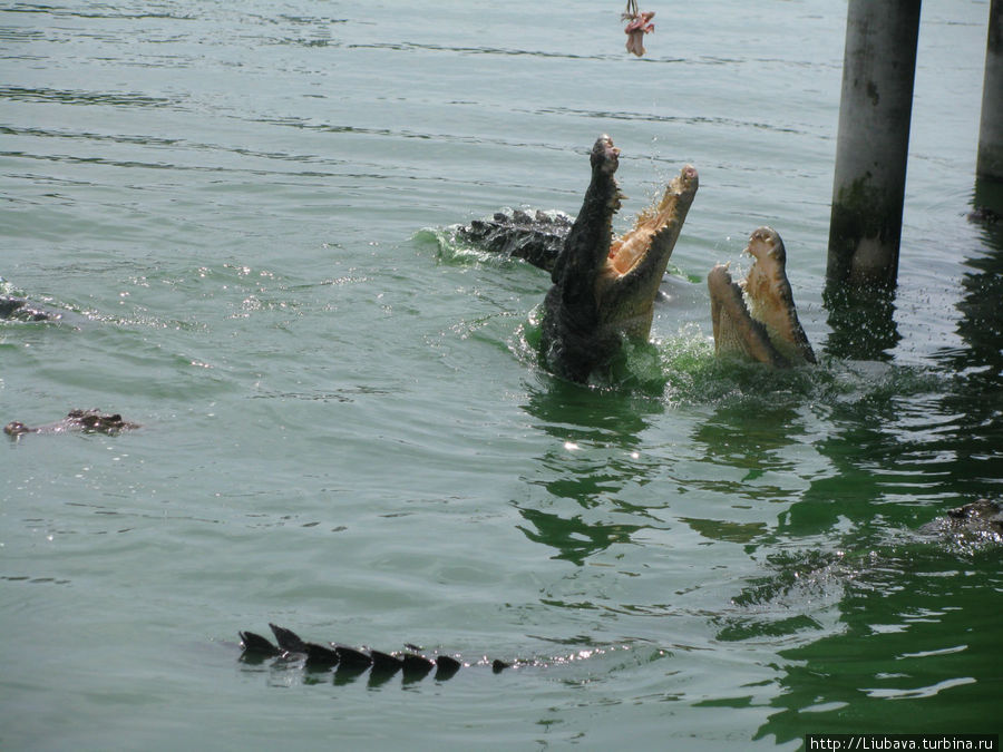 Шоу крокодилов потом... А это свободно плавающие ловят курочку на удочке. Таиланд