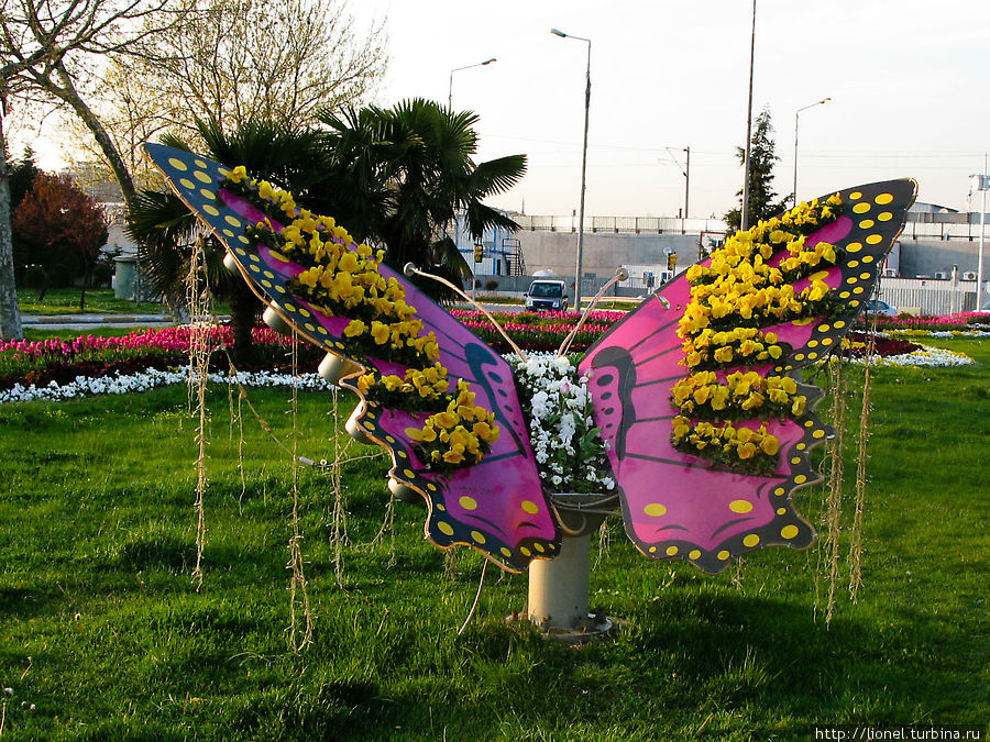 В Стамбуле бабочки огромны! Турция