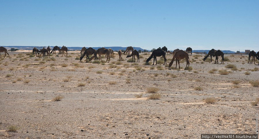 Верблюды на выпасе Мерзуга, Марокко