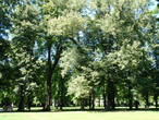 В парке дворца Пильниц