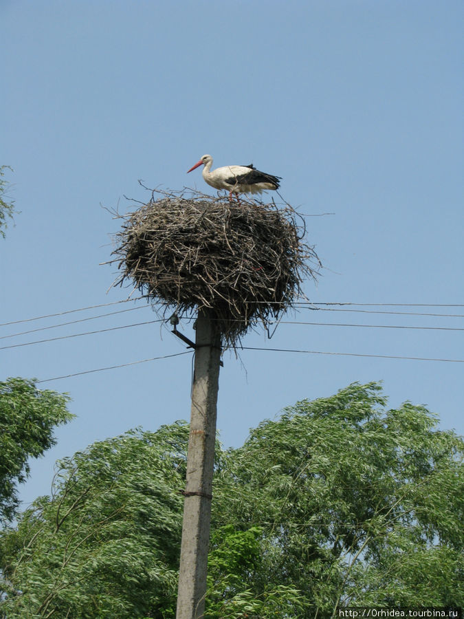летом на трассе Киев-Чернигов можно наблюдать аистов в гнездах