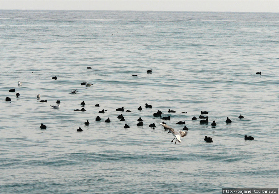 Чайки и утки держатся вместе у берега Ялта, Россия