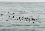 Чайки и утки держатся вместе у берега