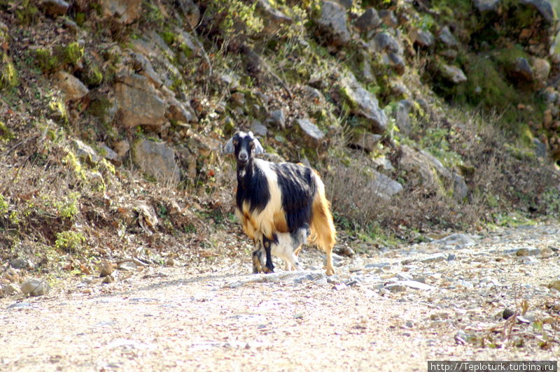 Животный мир — козы Турция