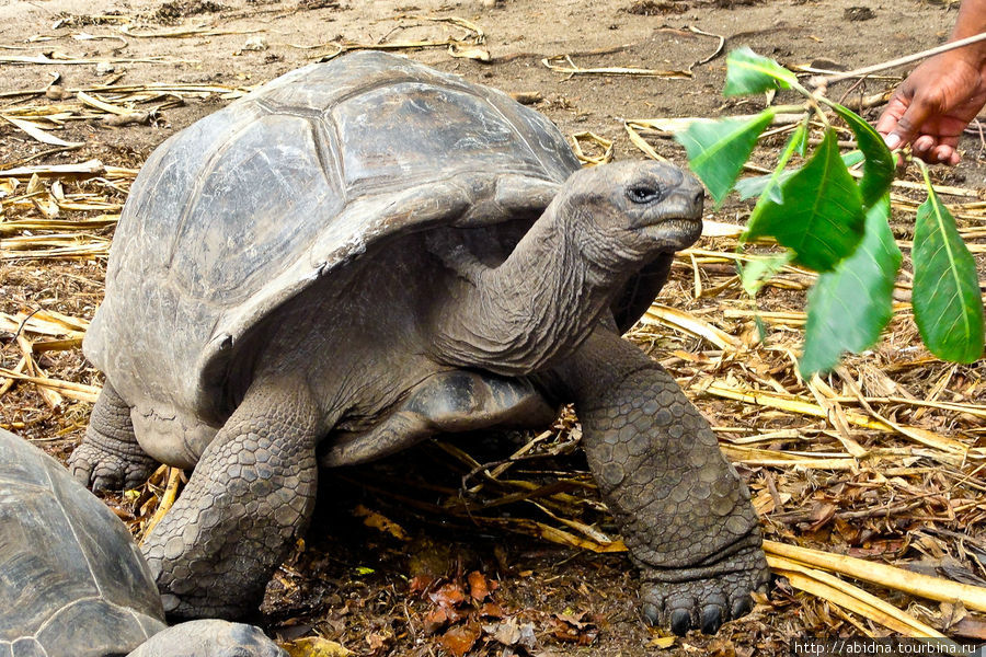 Гигантские сейшельские черепахи Сейшельские острова