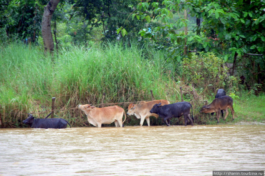 Коровы на берегу реки Нам Сонг Ванвьенг, Лаос