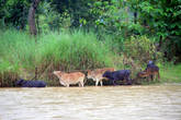 Коровы на берегу реки Нам Сонг