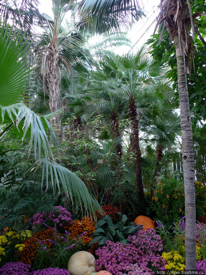 Пальмовая оранжерея (PalmHouse) Вена, Австрия