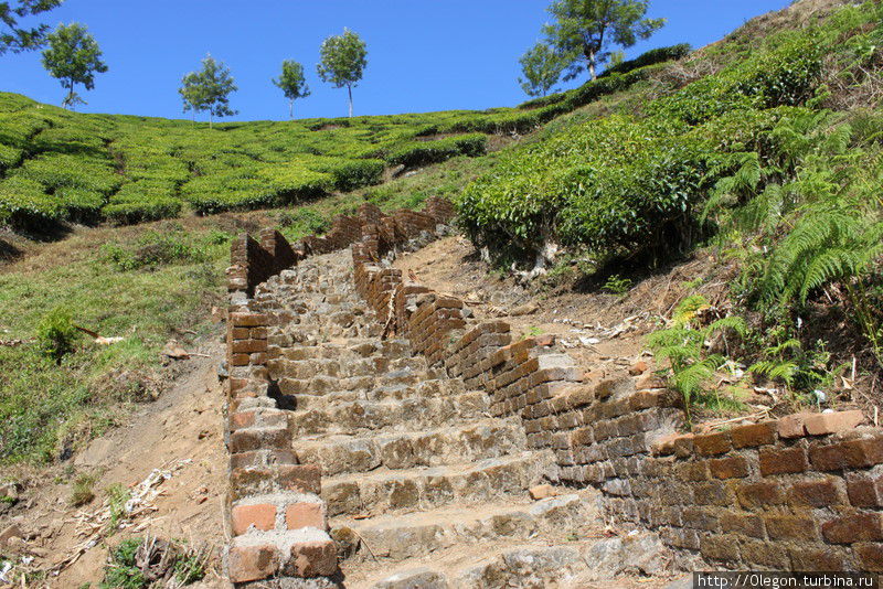 Дорога вверх и везде чай Муннар, Индия