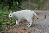 Кошка Карму, добровольно сопровождала меня в прогулках по окрестностям Бумтанга