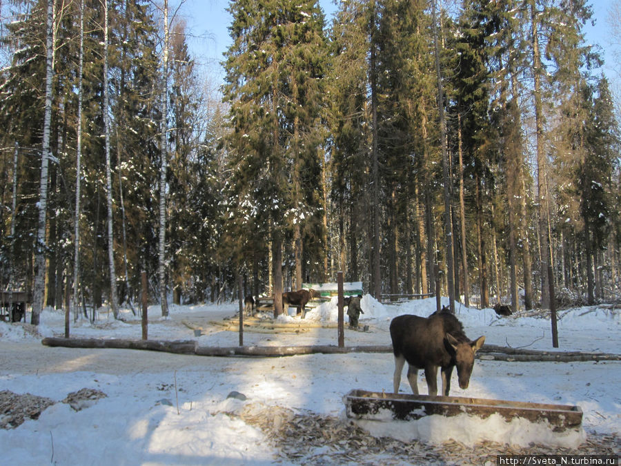 Костромская лосеферма зимой Кострома, Россия