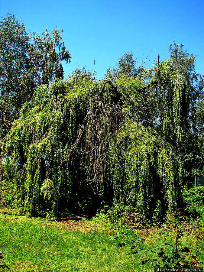 Необычное дерево Киев, Украина