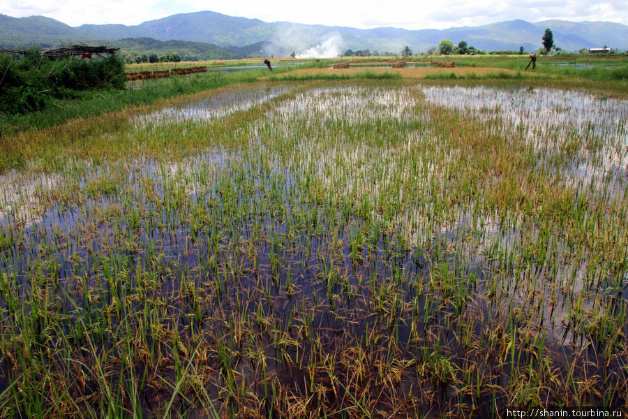 Рисовое поле — прямо в озере Ньяунг-Шве, Мьянма