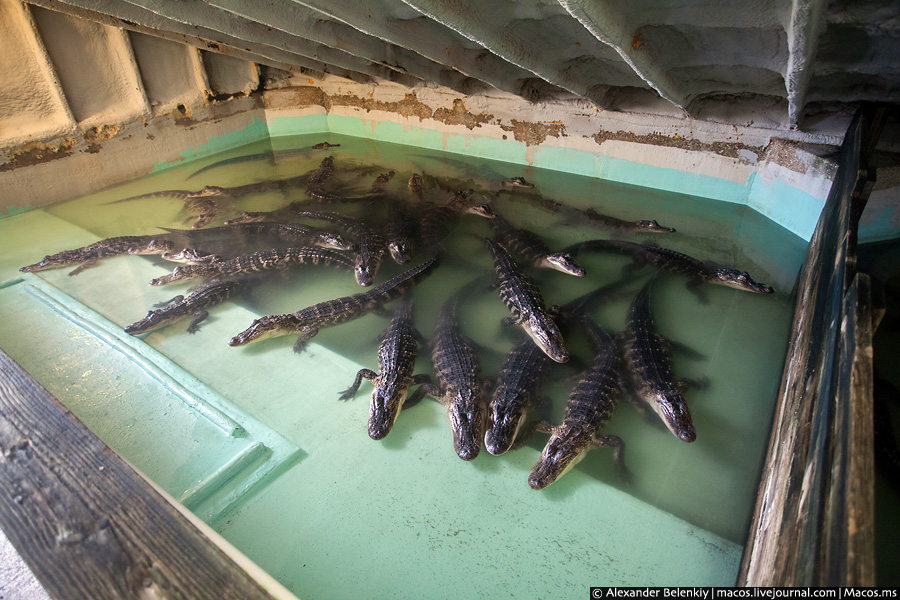 После подробного рассказа о том, что ест аллигатор, где он водится и как избежать встречи с ним, подходят к главному: отличию крокодила от аллигатора. По мне так это одно и то же, но есть нюансы: крокодилы водятся в солёной воде, а аллигаторы в пресной. Единственное место, где можно встретить именно крокодилов в США — район города Майами, штат Флорида. Там они тоже водятся в болотах и протоках, но вода в них солоноватая, попадает из океана. Новый Орлеан, CША