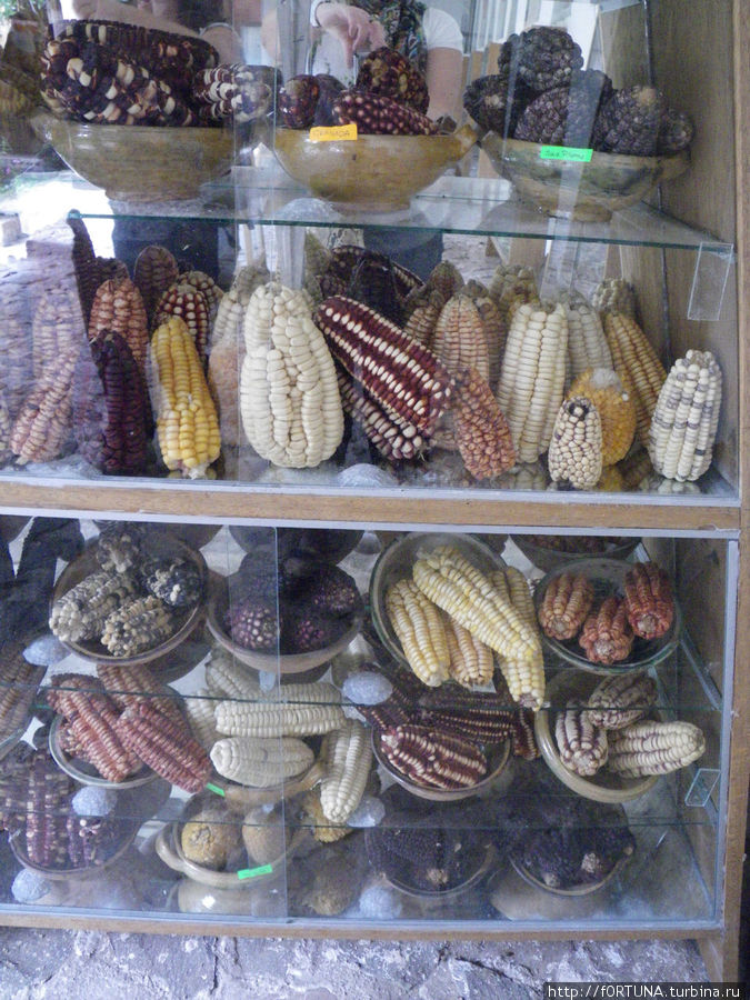 кукуруза Перу