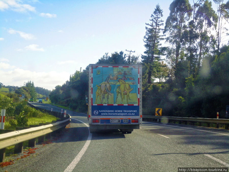 По дороге догнали фургон с конями: Район Нортленд, Новая Зеландия