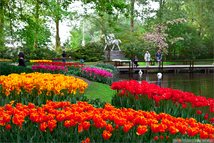 Королевский парк цветов в Нидерландах Кёкенхоф, Нидерланды
