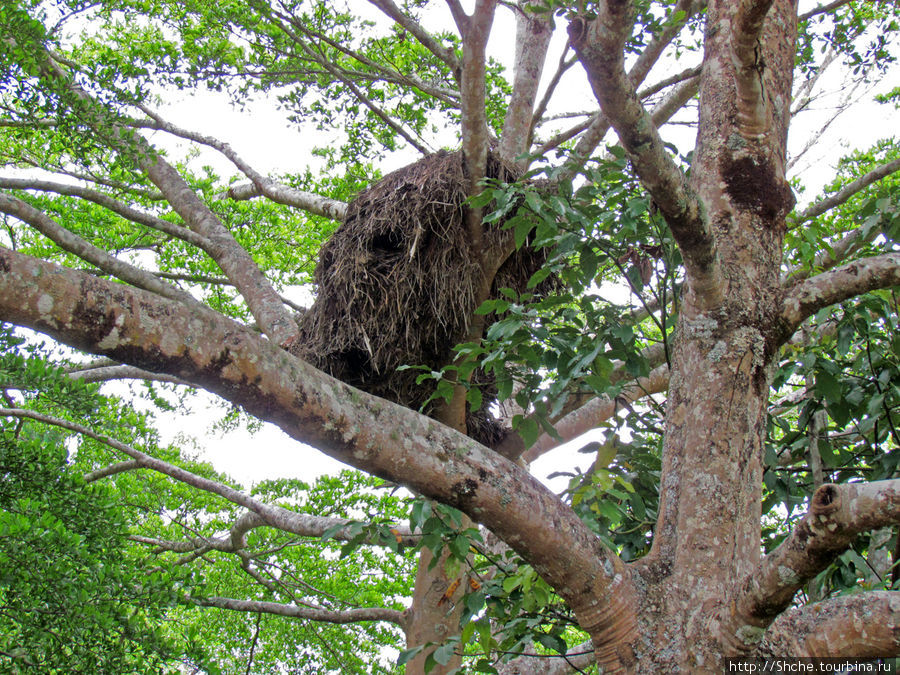 это тоже типа гнездо, но чье — вопрос Мураманга, Мадагаскар