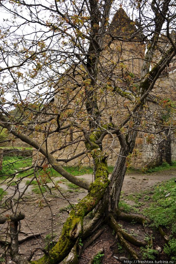 Кажется, что старый орех во дворе крепости — ровесник крепостных стен. Ананури, Грузия