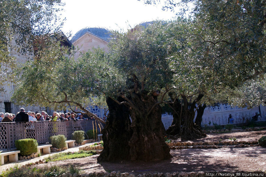 Старейшее оливковое дерево. Гефсиманский сад. Иерусалим, Израиль