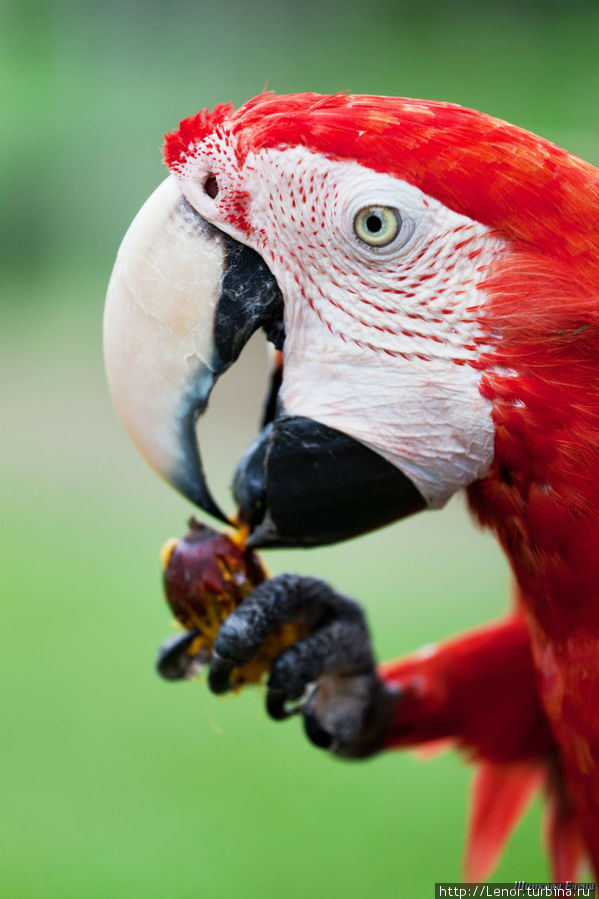 Царство птиц и драконы Комодо Бали, Индонезия