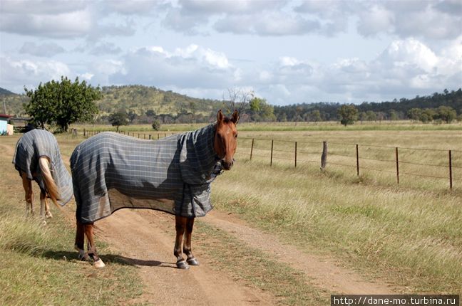 Лошади на ферме Штат Квинсленд, Австралия