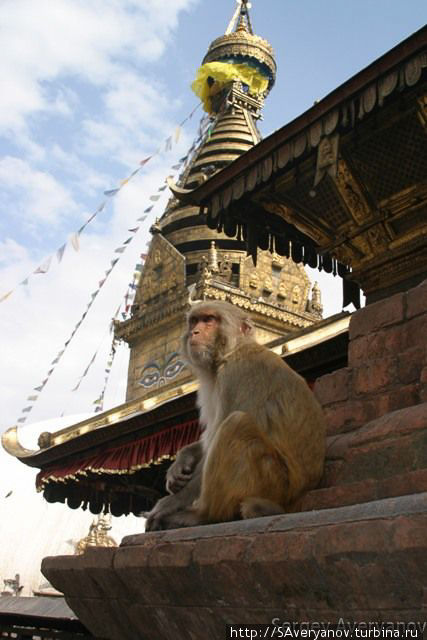 Сваямбу, обезьяны Катманду, Непал