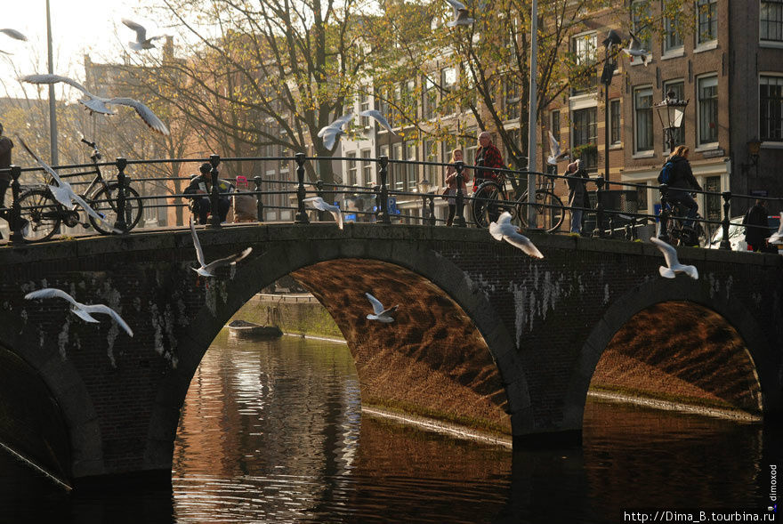 Прогулка по Амстердаму с дикими гусями Амстердам, Нидерланды