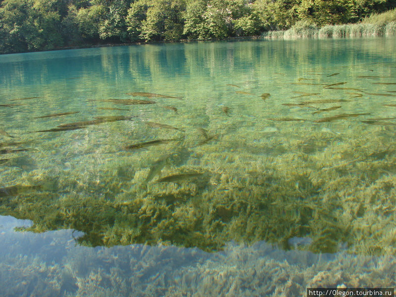Прозрачная вода и косяки рыб Национальный парк Плитвицкие озёра, Хорватия