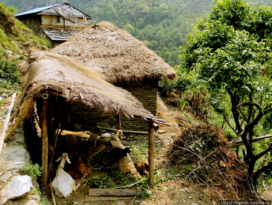 Для каждой скотинки — отдельное жилье Гандрук, Непал