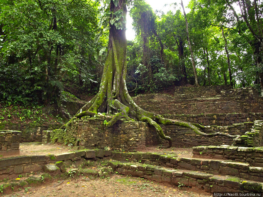 Заброшенный фикус в кадке разросся и за 500 лет стал деревом Паленке, Мексика