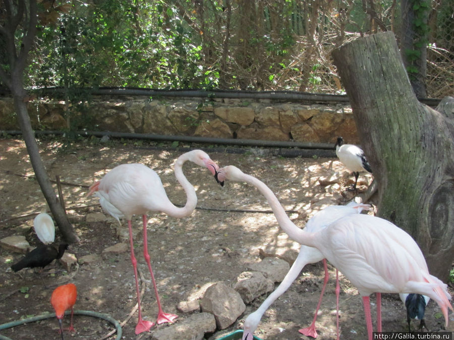 Поцелуй фламинго. Хайфа, Израиль