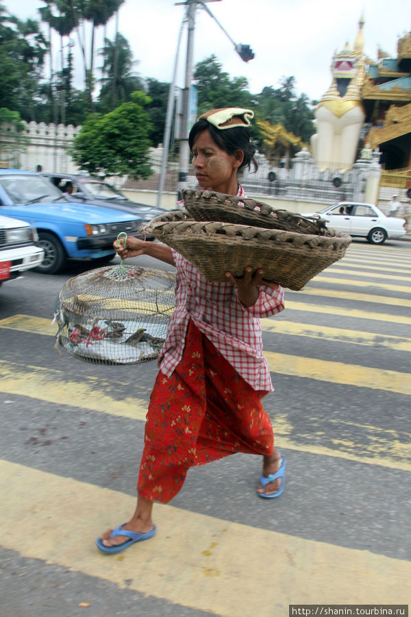 Продавщица птиц Янгон, Мьянма